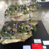 Jade Loftus, Southwell Flower Club, First in Split Level Jade Loftus, Southwell Flower Club, First in Split Level